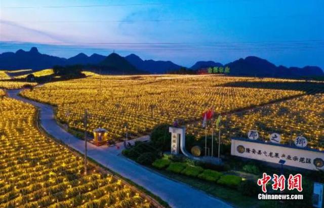 图为隆安火龙果种植基地夜间点灯场景。卢昱霞摄