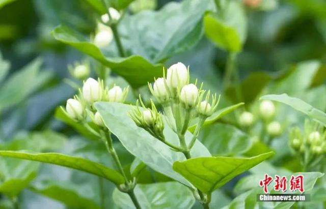 图为横州茉莉花。王伟臣 摄