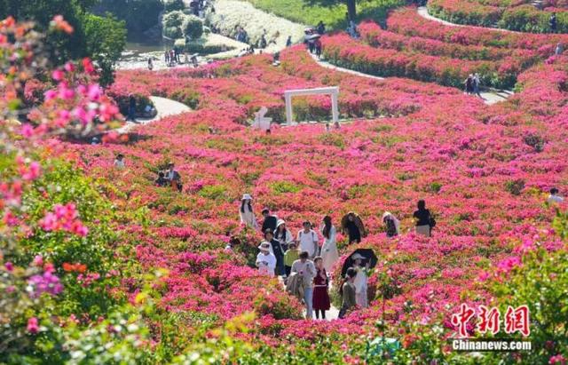 图为在南宁市青秀山风景区，民众漫步赏花。陈冠言 摄