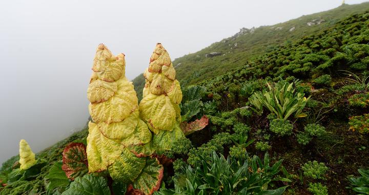 云南怒江发现塔黄新物种——泸水塔黄