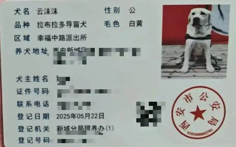 ▲2025年5月22日，云沫沫在西安取得了养犬登记证。图/大风新闻