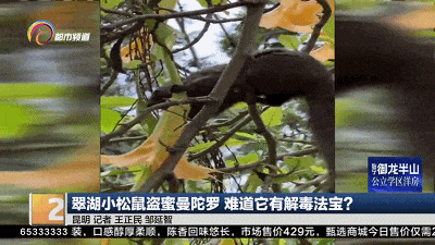 翠湖公园内，小松鼠正在舔食曼陀罗花蜜。（点击图片回看新闻↑）