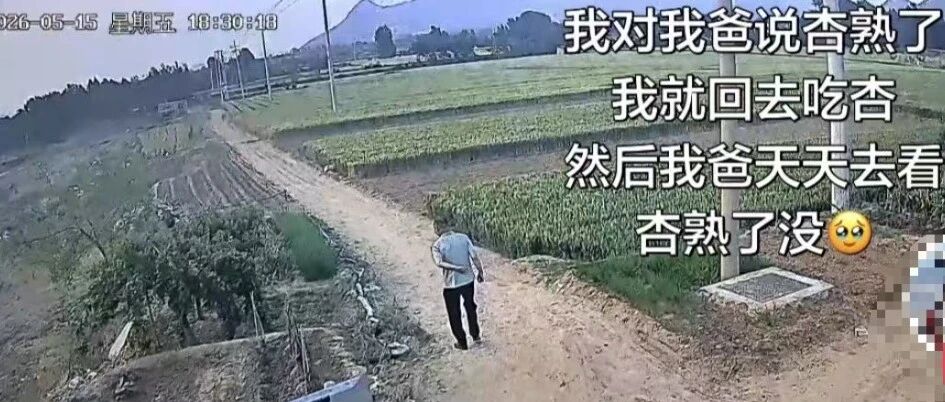 “我对我爸说杏熟了我就回去吃杏，然后我爸天天去看杏熟了没”🥺🥺🥺