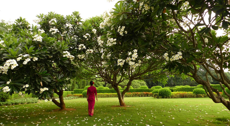 西双版纳热带花卉园鸡蛋花盛开时的美景。受访者供图