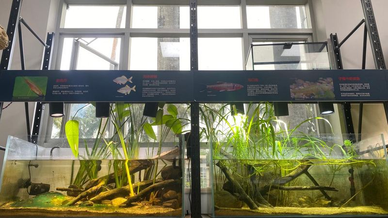 罗梭江鱼类生物多样性展览。受访者供图