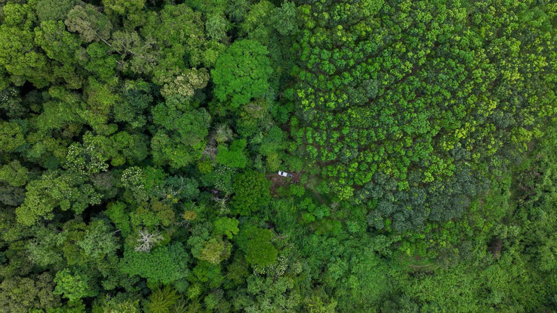 中科院西双版纳热带植物园的雨林生态。受访者供图