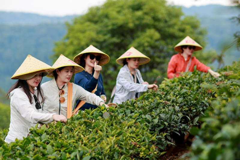大益茶道院勐海茶修中心茶旅班学员学习采茶。受访者供图