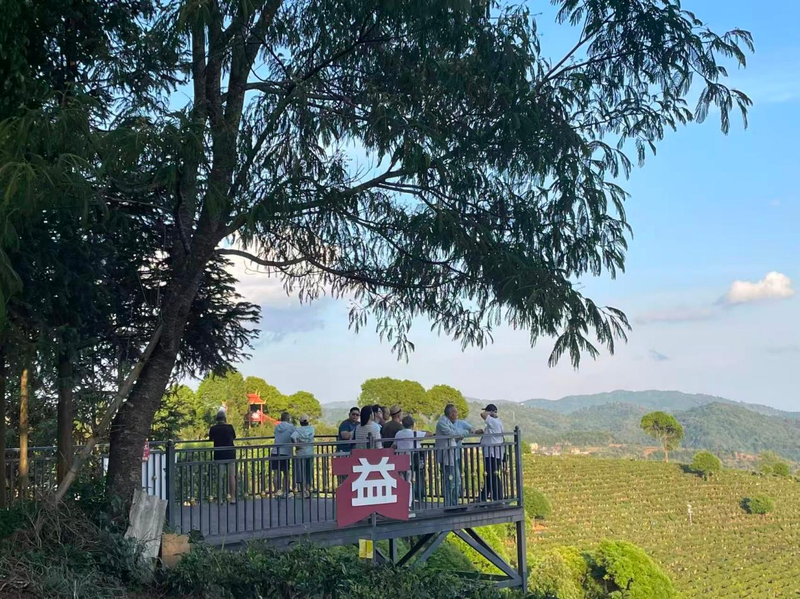 大益布朗山基地。受访者供图