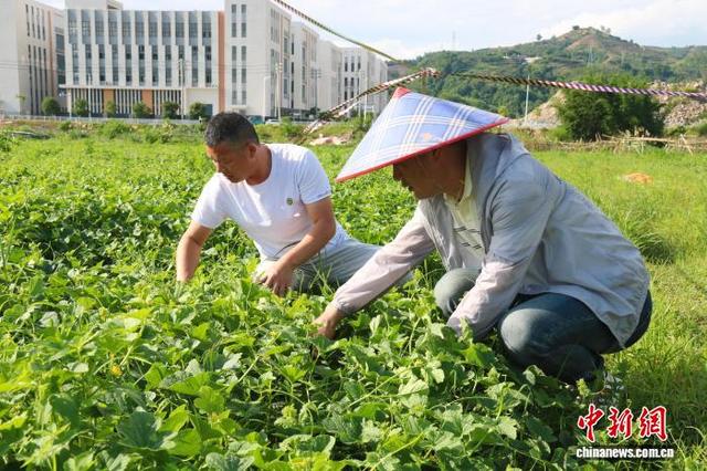 羊角蜜采摘。王婷婷 摄