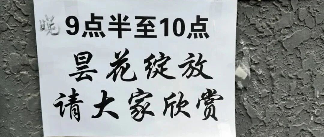 “晚9点半至10点，昙花绽放，请大家欣赏”