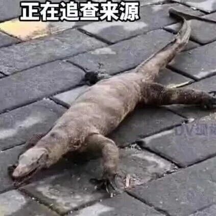 广东一地公交站台发现大型爬行动物，长约60厘米，有人触摸发现躯体僵硬冰冷，最新回应：系五爪金龙标本，正在查询其来源