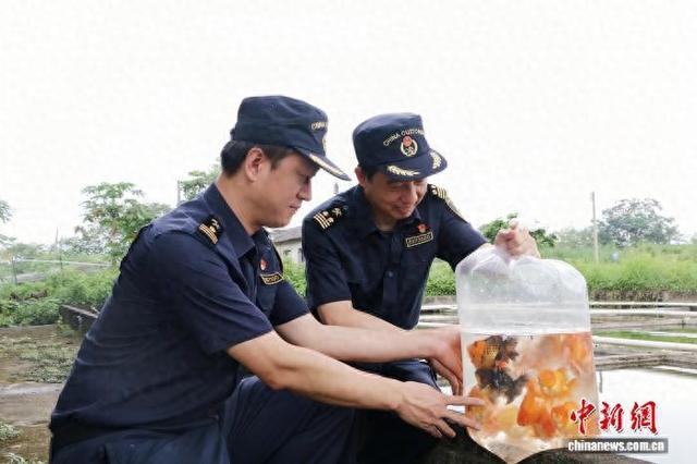 清远海关关员开展出口观赏鱼属地查检作业。 林烨 摄