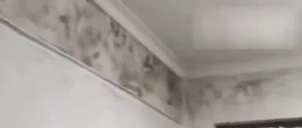 女子称全家频繁生病找不到病因，直到揭开墙布发现全屋大面积发霉，立刻搬屋，当事人：搬走后睡眠质量都变好了