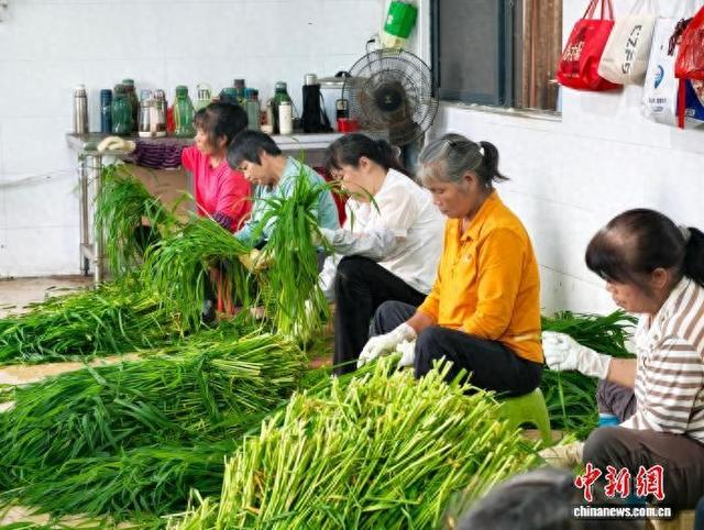 图为基地工作人员正在挑选马草。 从化区融媒体中心 供图
