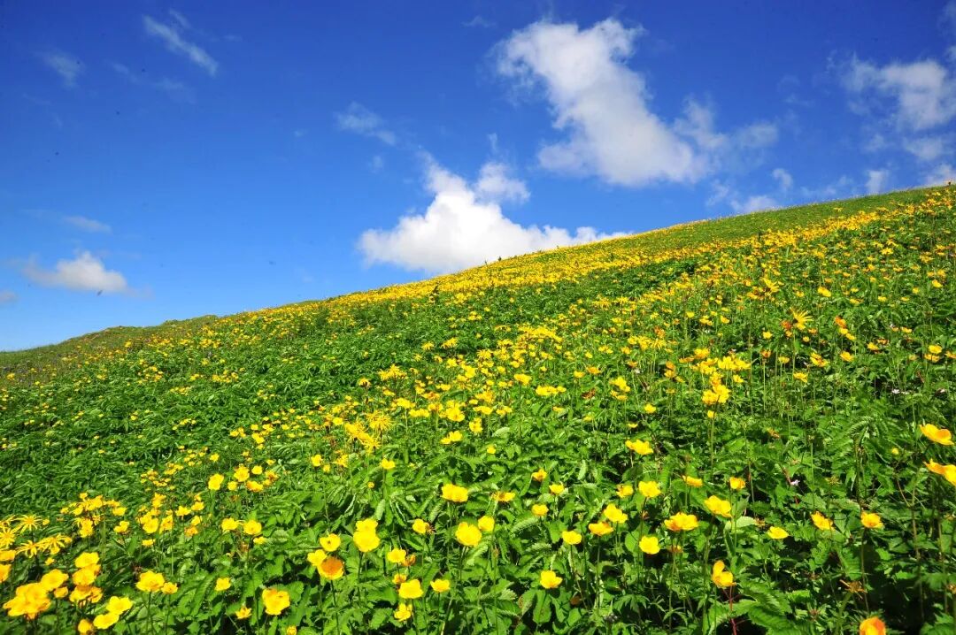 ▲吉林长白山国家级自然保护区高山苔原带长白金莲花群落。图/受访者提供