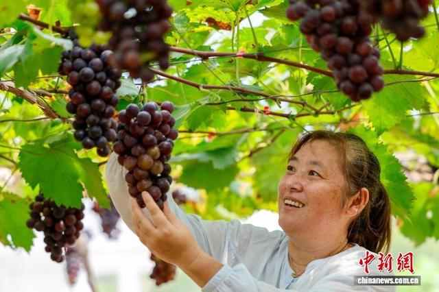 图为果农正在采摘葡萄。施亚磊 摄