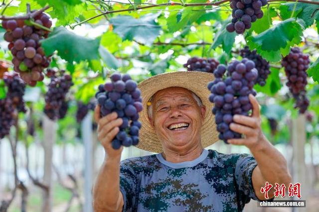图为果农正在采摘葡萄。施亚磊 摄