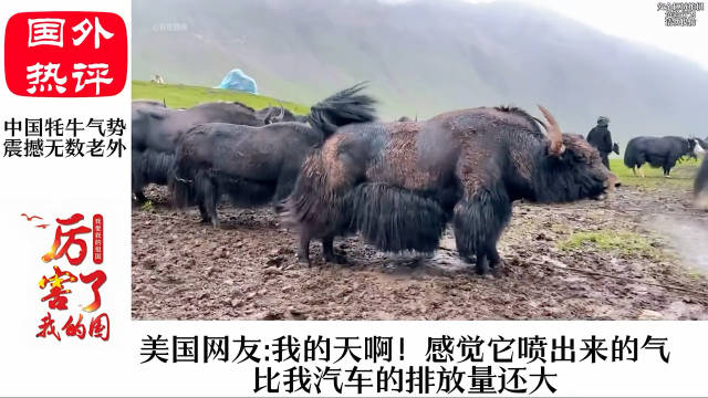 老外看中国牦牛气势，喘口气就让老外惊呼：比汽车的<em>排放</em>量还大！