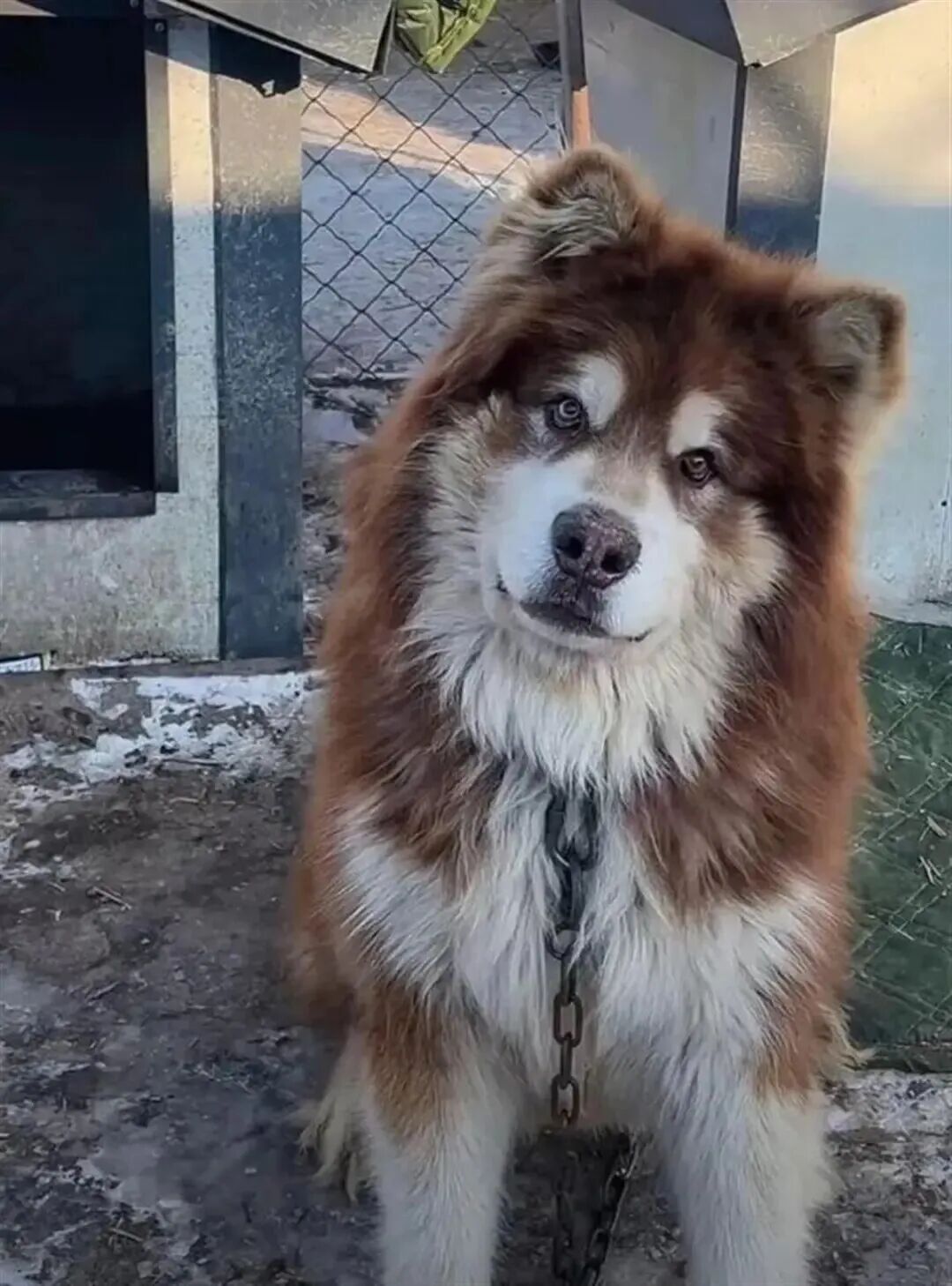 网红犬“艾特”