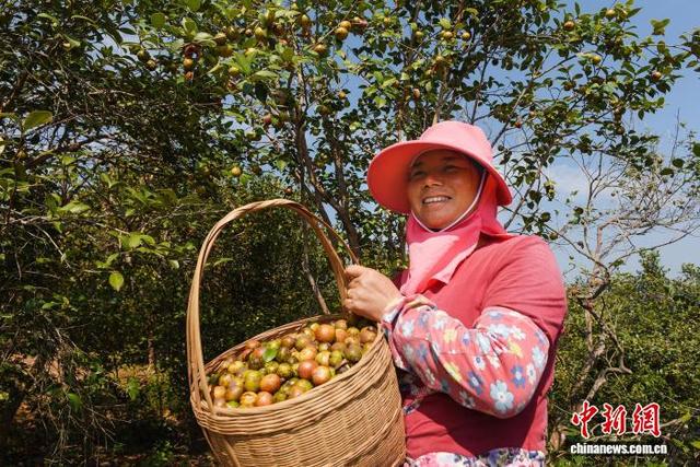 林农正在采摘油茶果。广东省林业局 供图