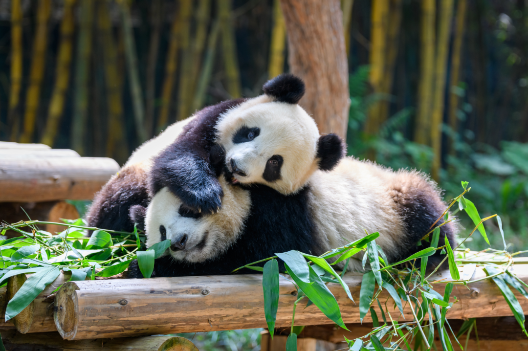 图源：图虫创意