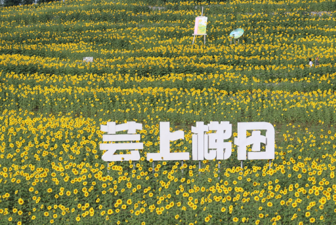 图源：北京温榆河公园朝阳示范园