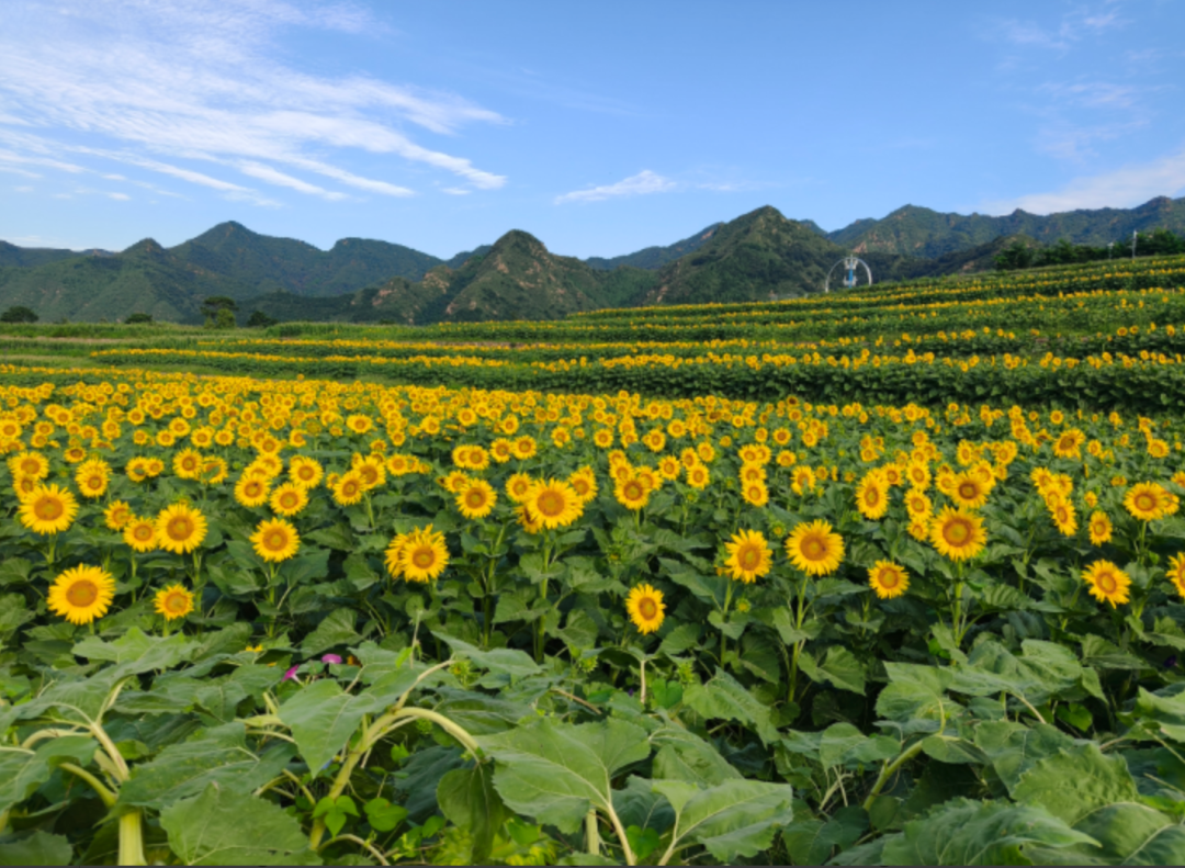 图源：下营村村委会
