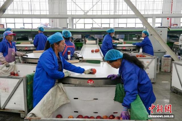 图为工人在分拣苹果。蔡脒 摄
