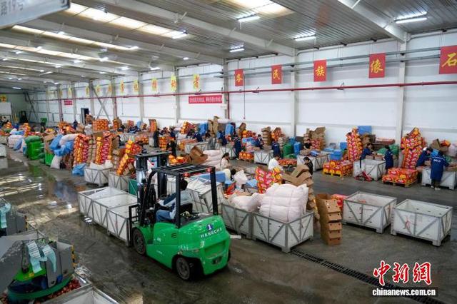 图为工人在分拣苹果。蔡脒 摄