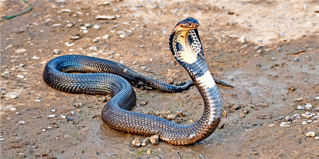 200条眼镜蛇在南京出逃了之后