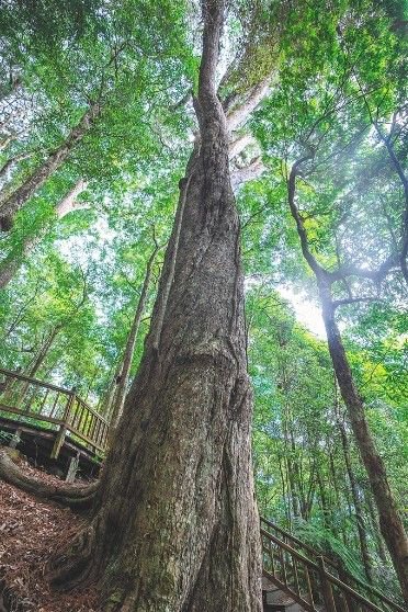 琼岛嘉木葳蕤生香