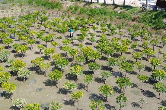 三亚市海棠区红树林修复成果