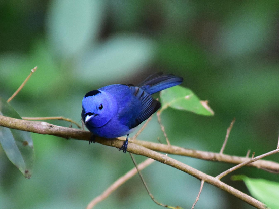 三亚亚龙湾热带天堂森林旅游区内活跃的黑枕王鹟。 黄庆优 摄