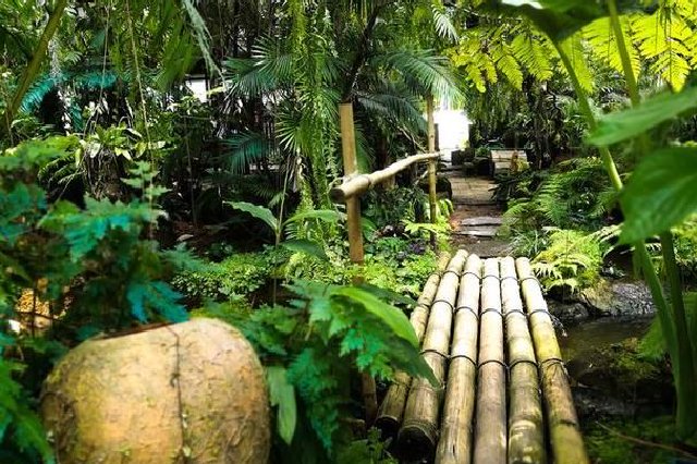 “五一”假期，海南热带雨林生态旅游受游客青睐