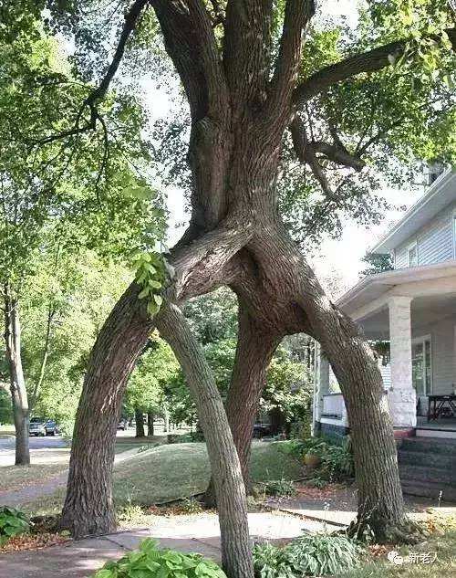 囧哥哪一出法国黄背心抗议队伍中现中国舞狮