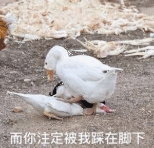 囧哥可能是天意全世界最大的飘扬型美国国旗遭遇雷击被劈成两半