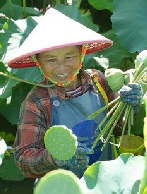 莲香满塘迎丰收