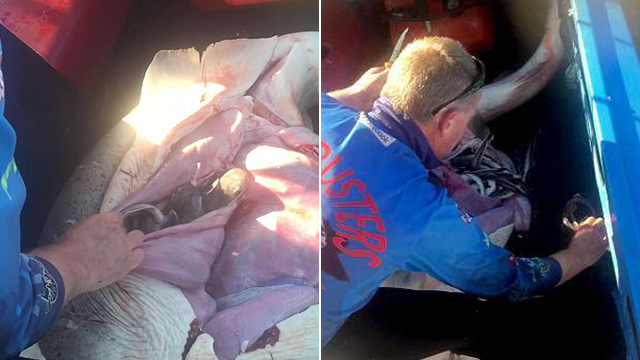 澳大利亚渔民捕获鲨鱼 腹中救出98条幼崽