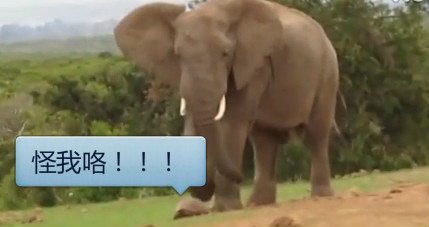 顽皮大象嫌乌龟走得慢 又踢又推一脸不耐烦