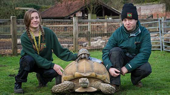 这只乌龟装俩大轮子代步 原因说出来真是尴尬