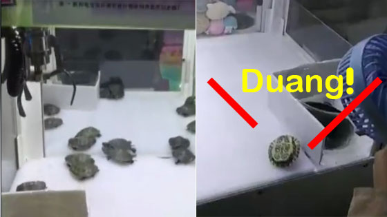 小乌龟重重的摔下来！市民质疑虐待