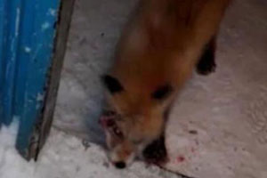 俄男子家门口拍到“僵尸狐狸” 动作僵硬