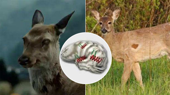 大脑遭“啃光”！“僵尸鹿”恐感染人类