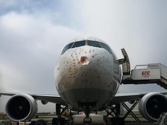 土耳其航空波音777f遭鸟群殴致机头雷达罩受损