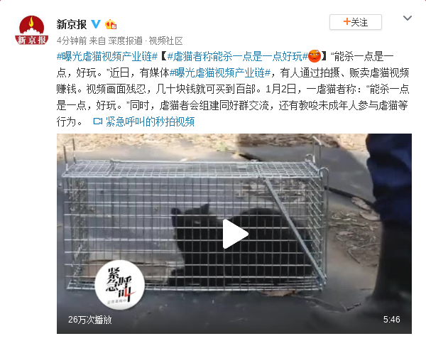 虐猫视频产业链曝光:画面残忍 几十块可买到百