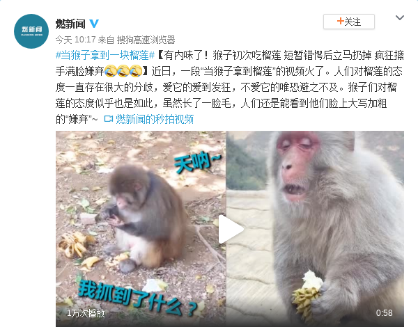 猴子初吃榴莲短暂错愕后立马扔掉 疯狂擦手满脸