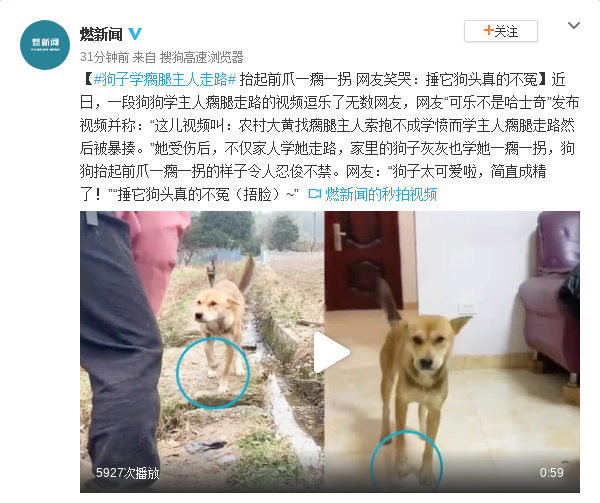 狗子学瘸腿主人走路 网友笑哭:捶它狗头真的不