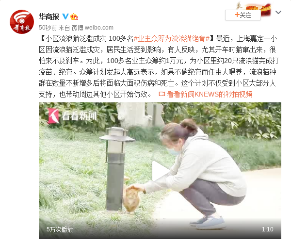 小区流浪猫泛滥成灾 100多名业主众筹为流浪猫绝