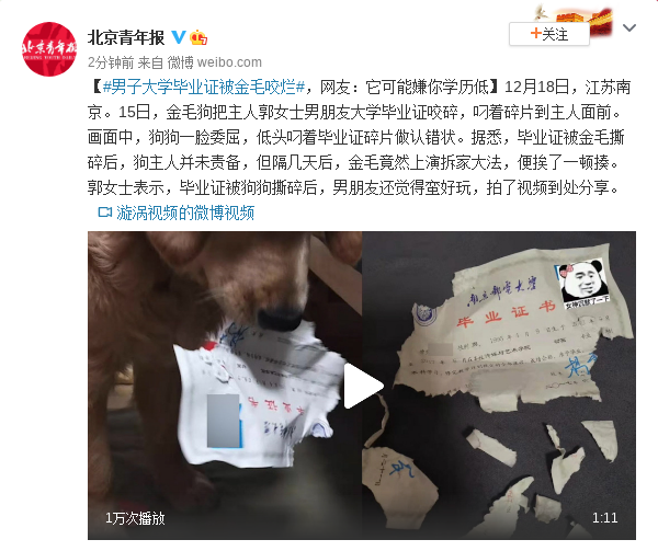 男子大学毕业证被金毛咬烂，网友：它可能嫌你