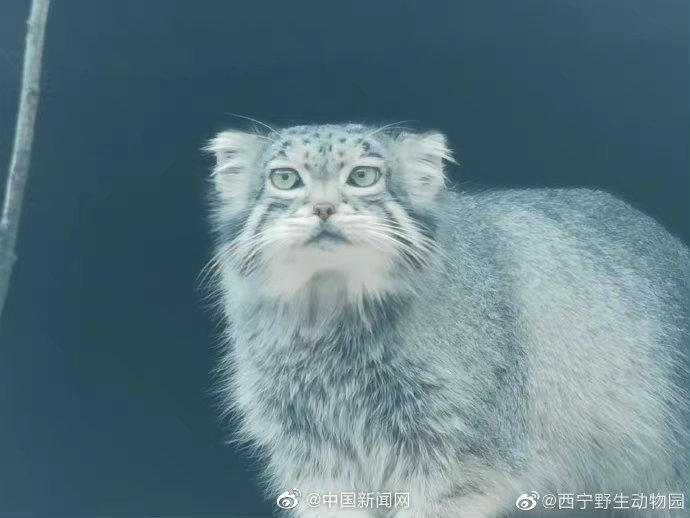 突发！航班落地后撞上机场廊桥 东航致歉